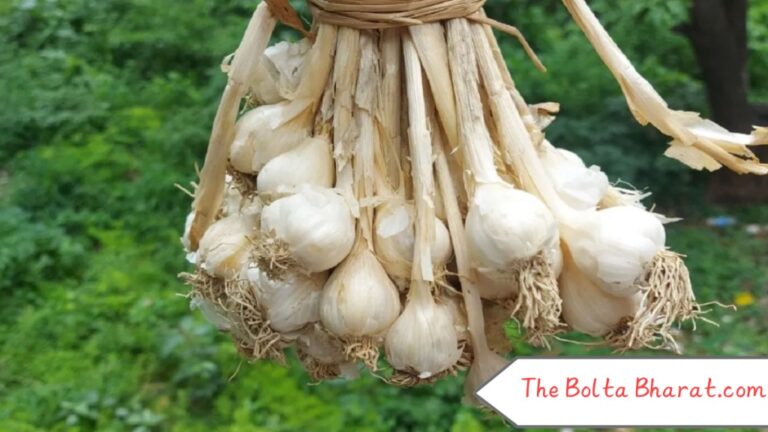 रोज रात सोने से पहले खाएं एक लहसुन की कली, पाचन से लेकर इम्युनिटी तक—मिलते हैं चौंकाने वाले फायदे