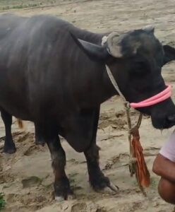 ballia bhains chori